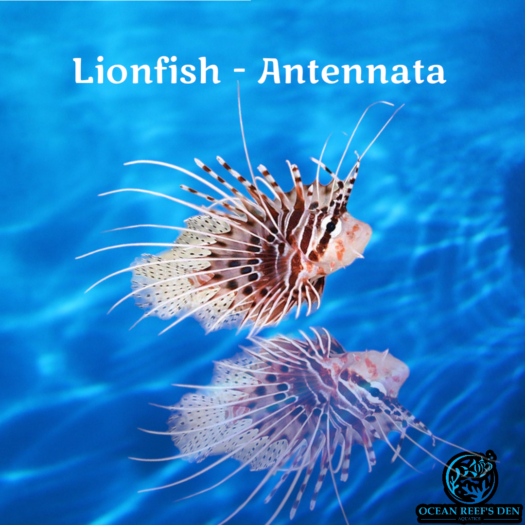 Lionfish - Antennata