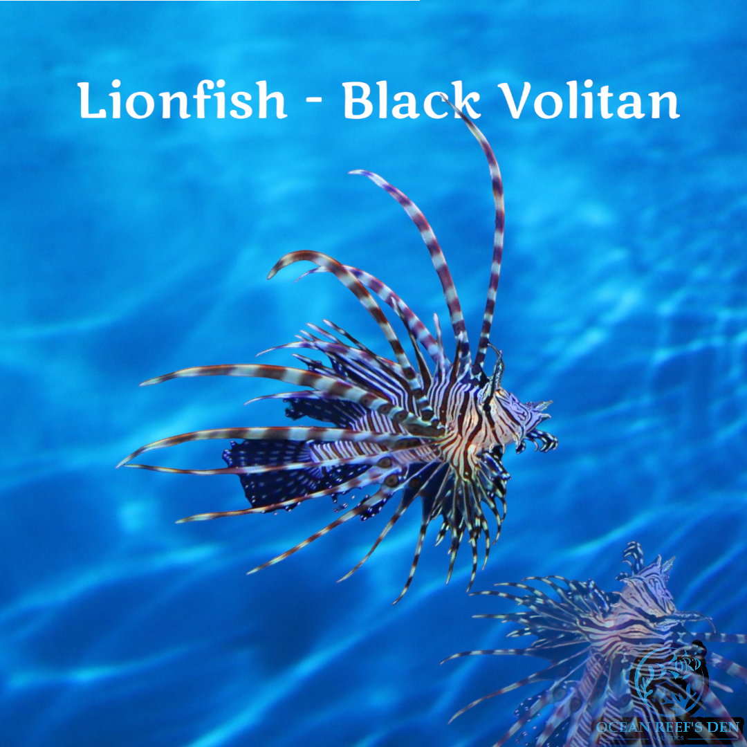 Lionfish - Black Volitan