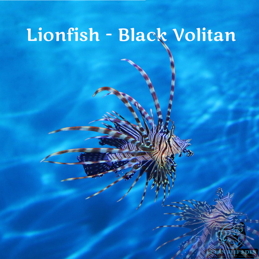 Lionfish - Black Volitan