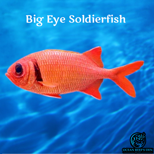 Soldierfish - Big Eye