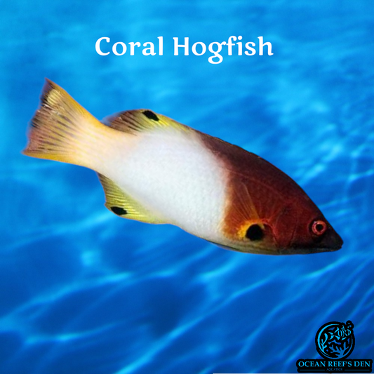 Hogfish - Coral