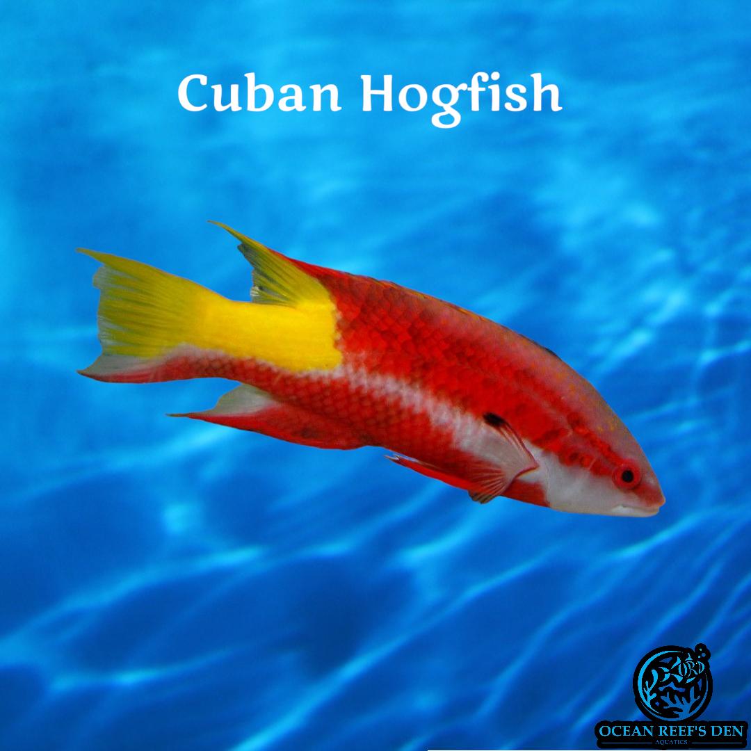 Hogfish - Cuban – Ocean Reef's Den Aquatics / ORD Aquatics