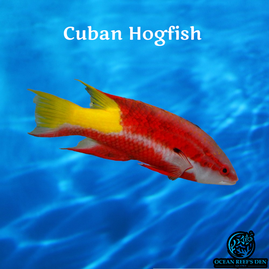 Hogfish - Cuban