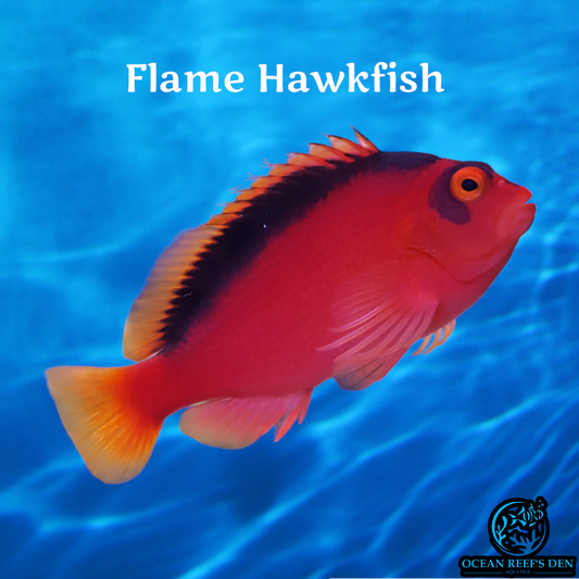 Hawkfish - Flame