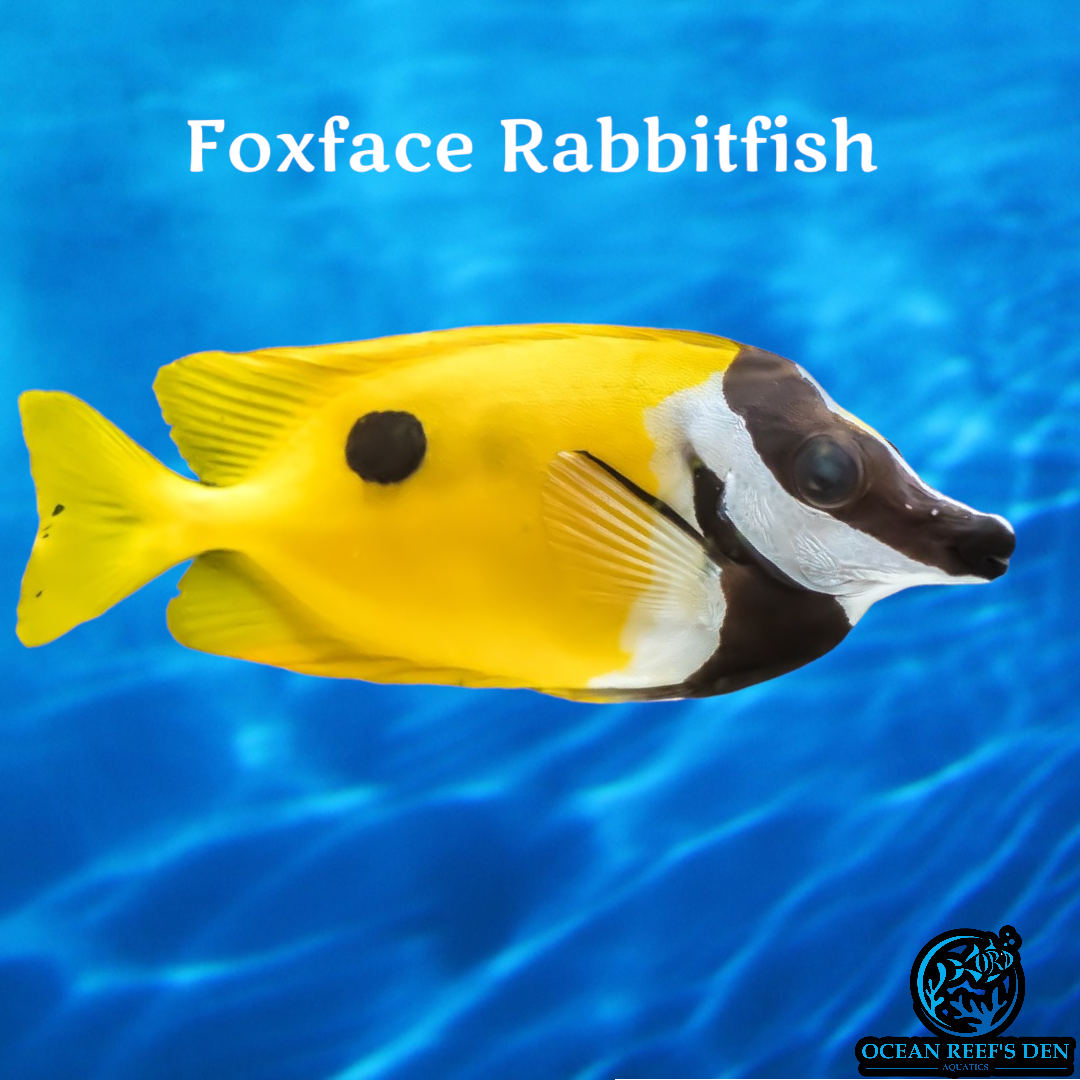 Rabbitfish - Foxface – Ocean Reef's Den Aquatics / ORD Aquatics