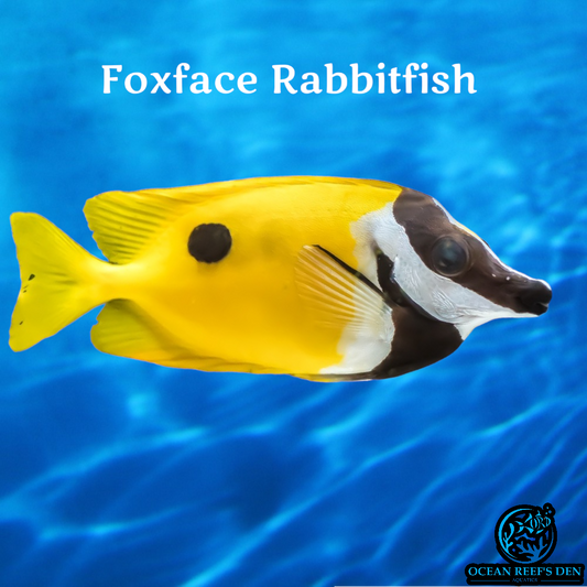 Rabbitfish - Foxface