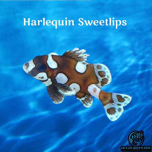 Sweetlips - Harlequin