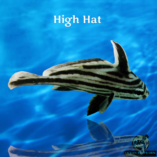 Misc SW Fish - High Hat