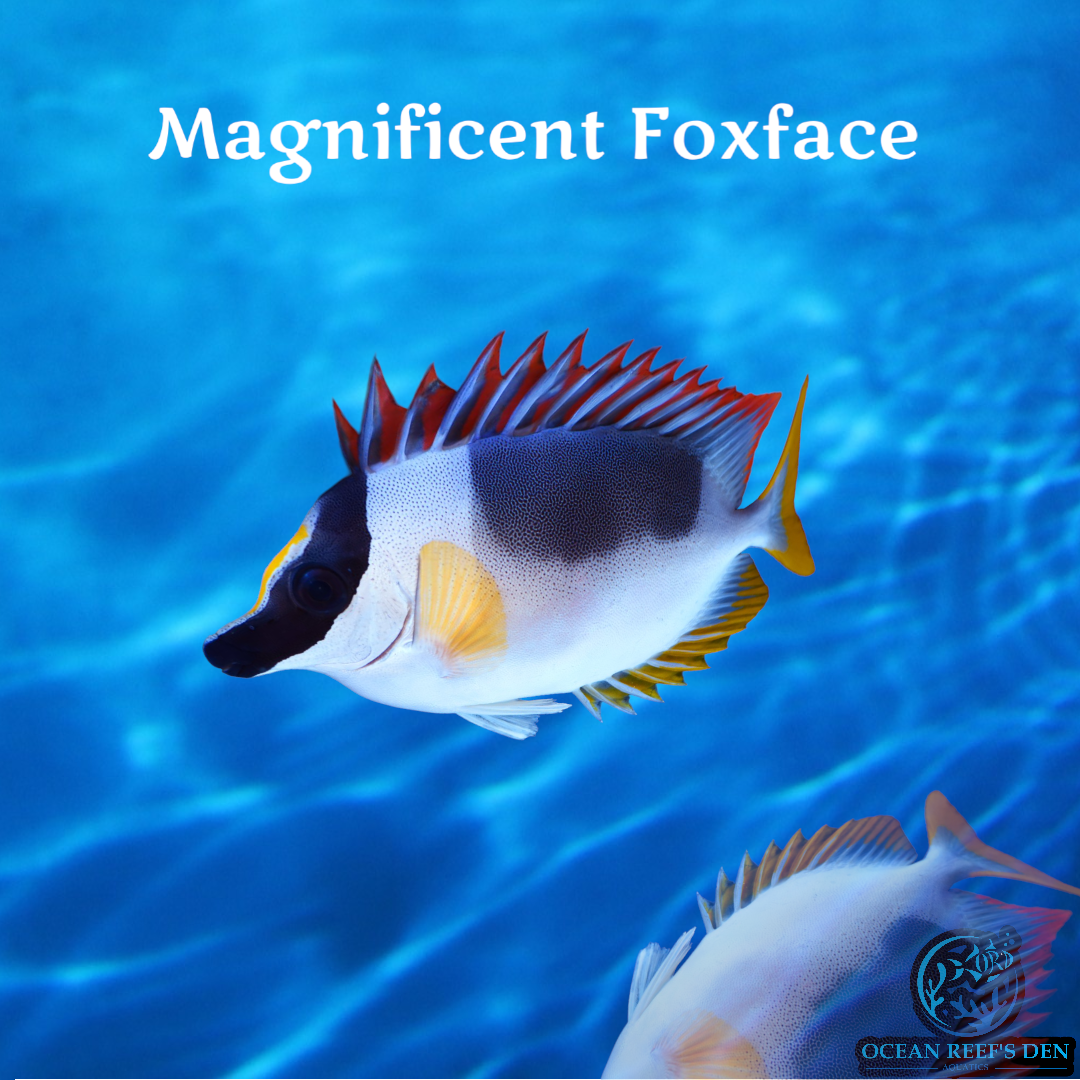 Magnificent Rabbit Fish Rabbitfish - Magnificent Foxface – Ocean Reef's Den Aquatics / ORD Aquatics