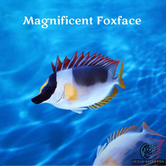 Rabbitfish - Magnificent Foxface