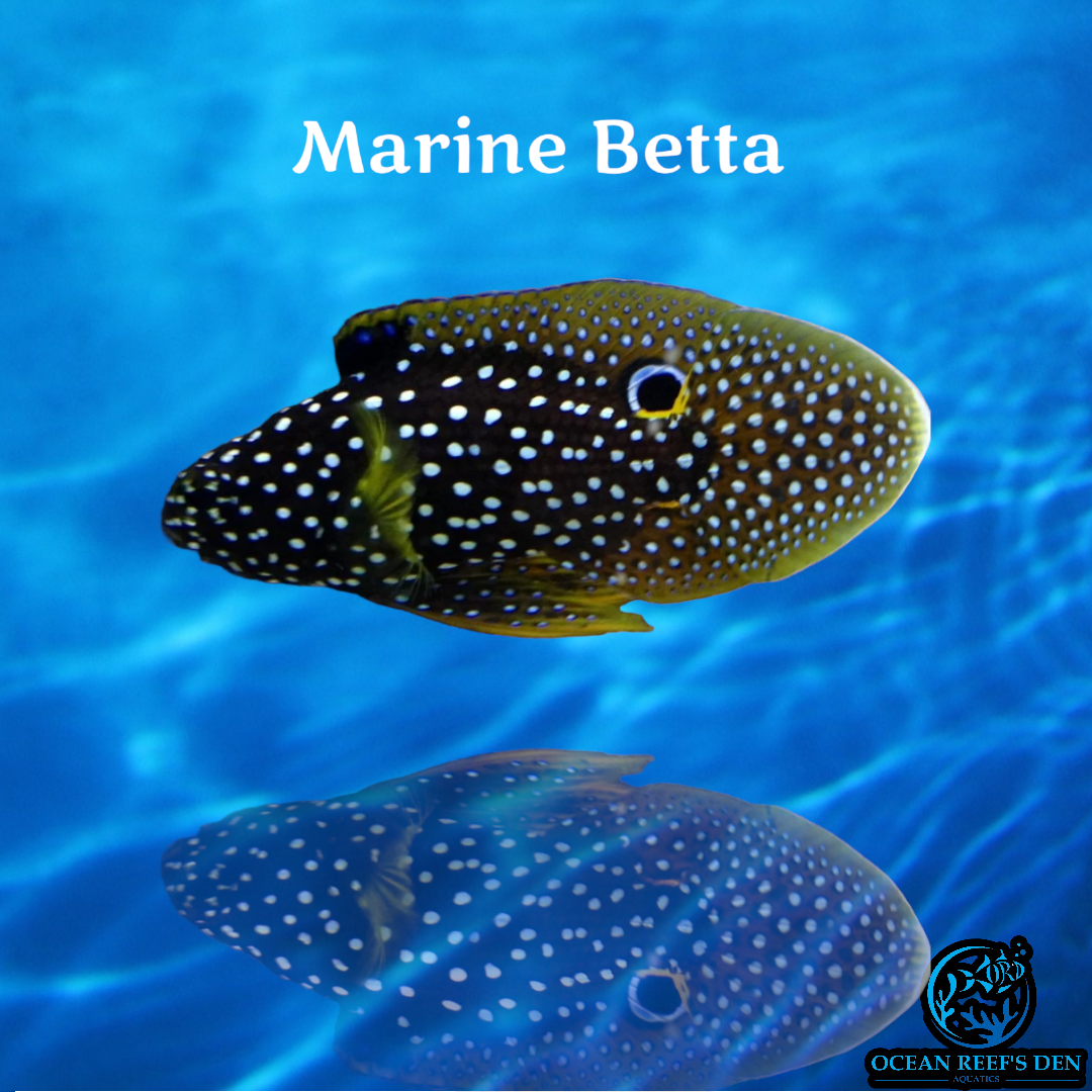 Grouper - Marine Betta