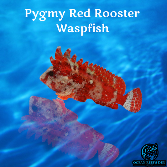 Misc SW Fish - Pygmy Red Rooster