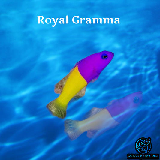 Basslet - Royal Gramma