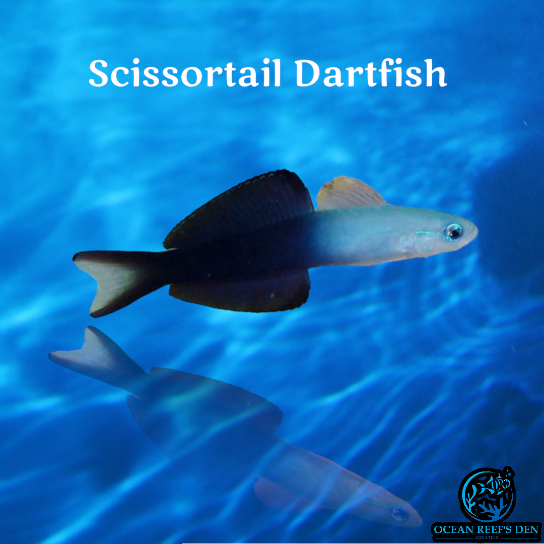 Dartfish - Scissortail