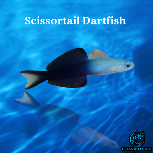 Dartfish - Scissortail