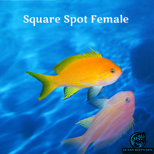 Anthias - Square Spot Female