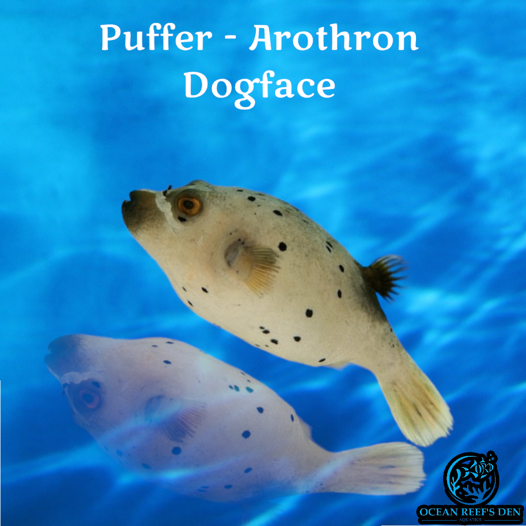 Puffer - Arothron Dogface