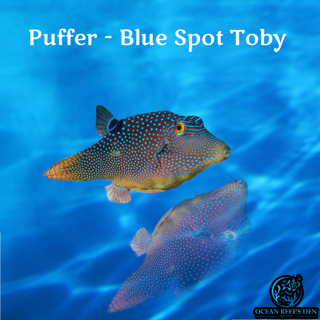 Puffer - Blue Spot Toby