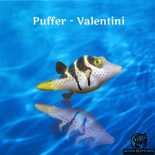 Puffer - Saddle