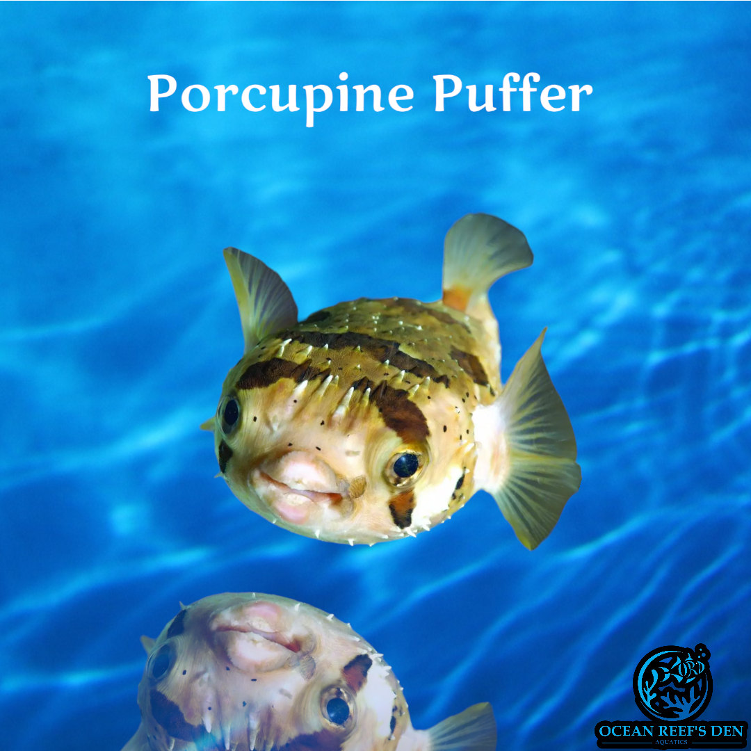 Puffer - Porcupine