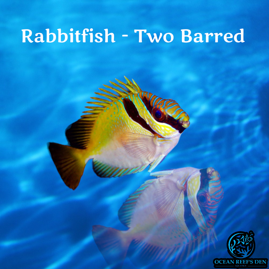Rabbitfish - Two Barred – Ocean Reef's Den Aquatics / ORD Aquatics
