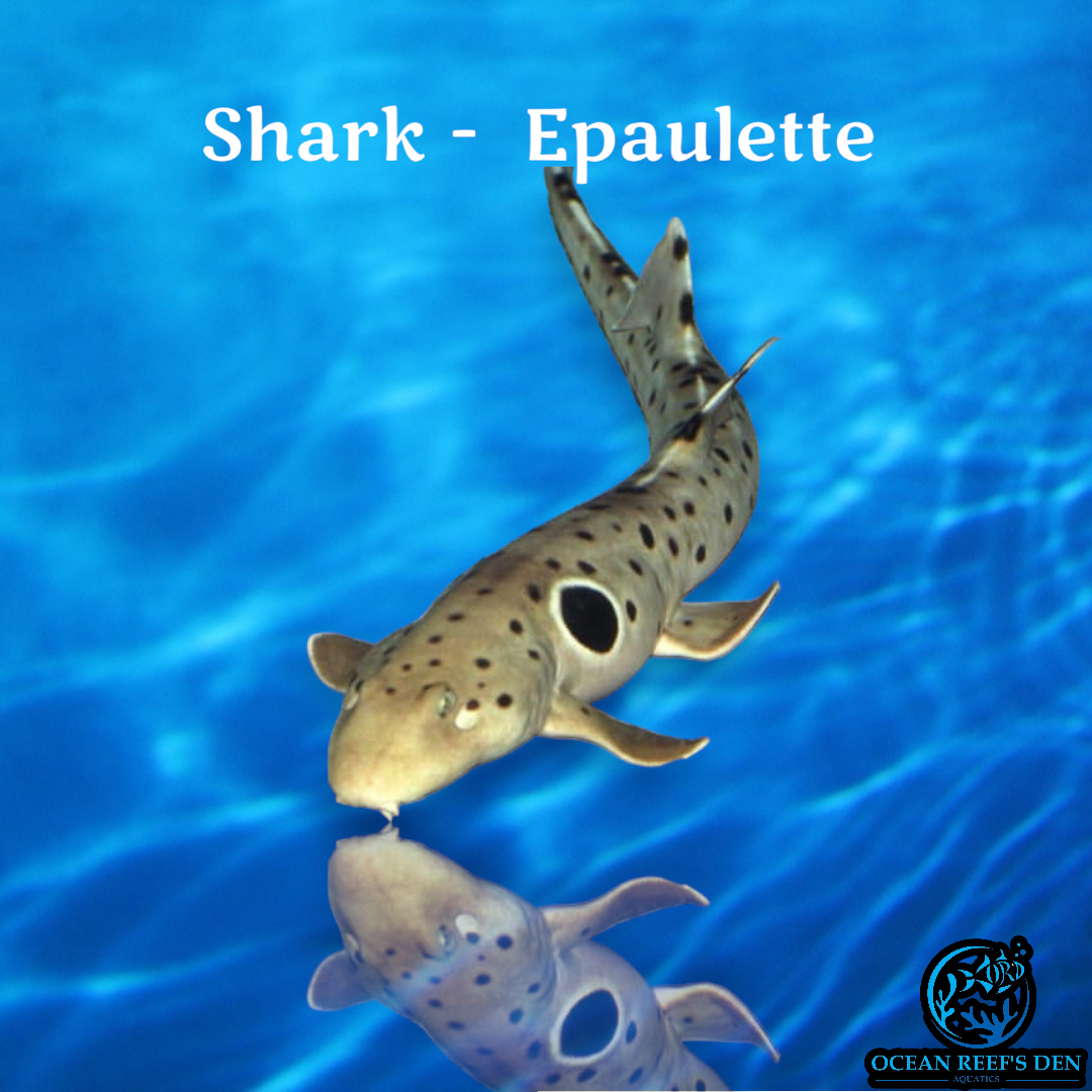 Shark - Epaulette