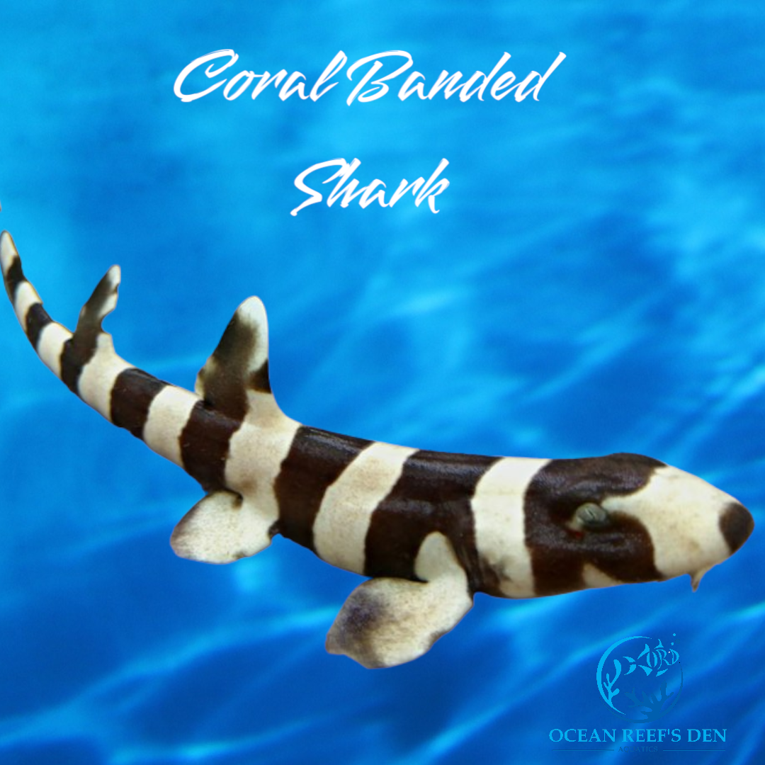 Shark - Coral Banded (25")