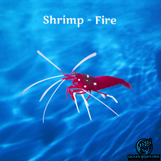 Shrimp - Fire