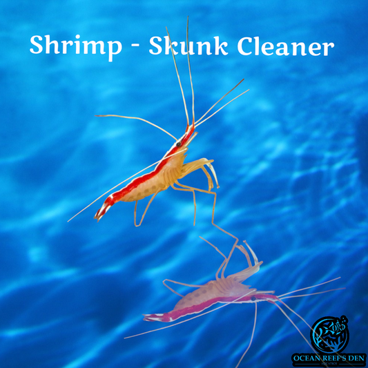 Shrimp - Skunk Cleaner