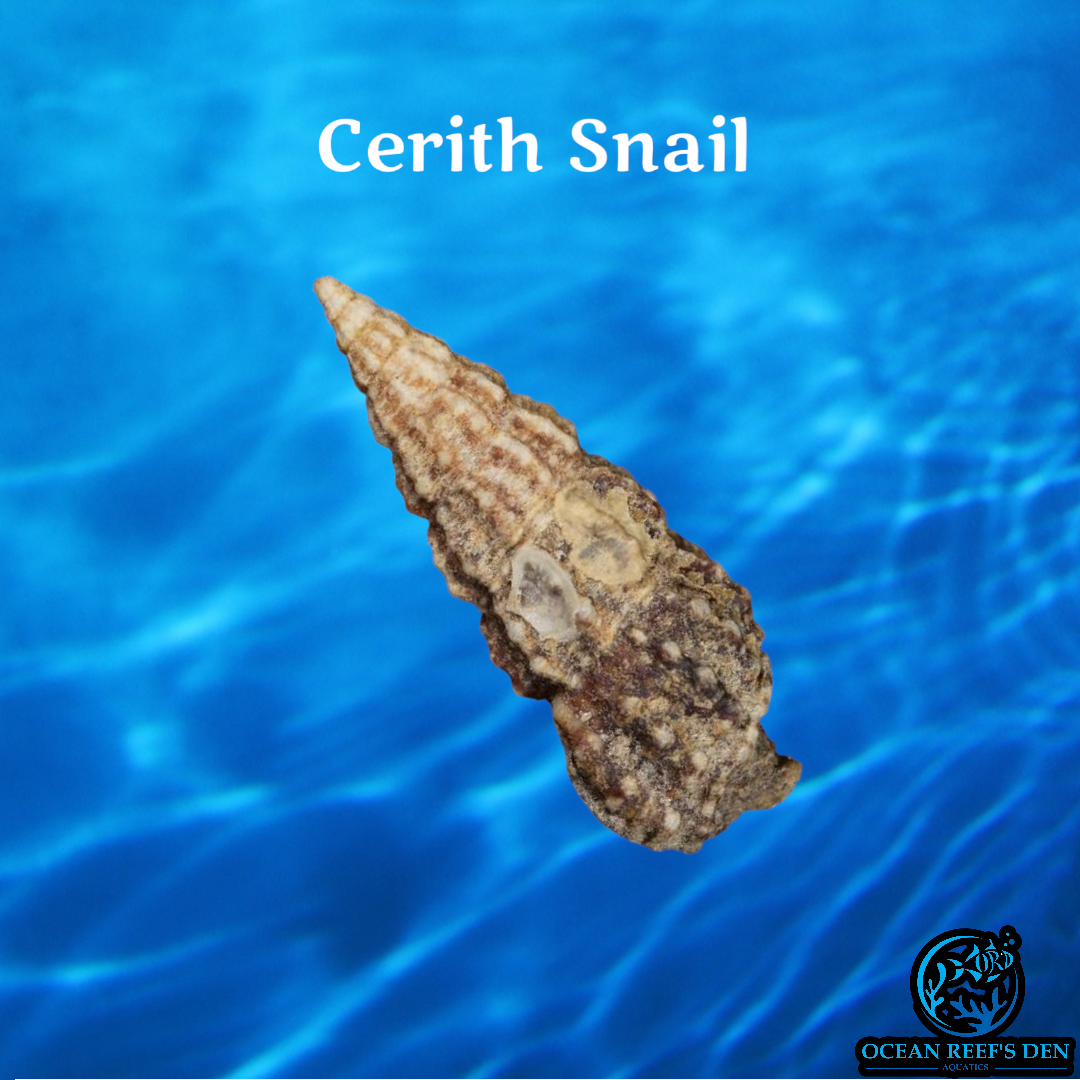 Snail - Cerith – Ocean Reef's Den Aquatics / ORD Aquatics