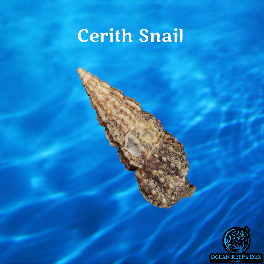 Snail - Cerith