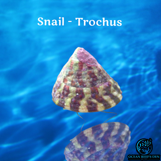 Snail - Trochus