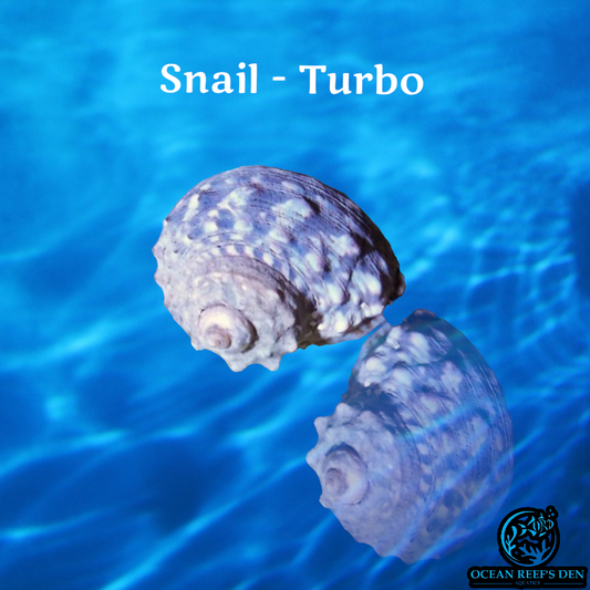 Snail - Turbo
