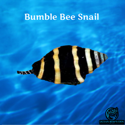 Snail - Bumblebee