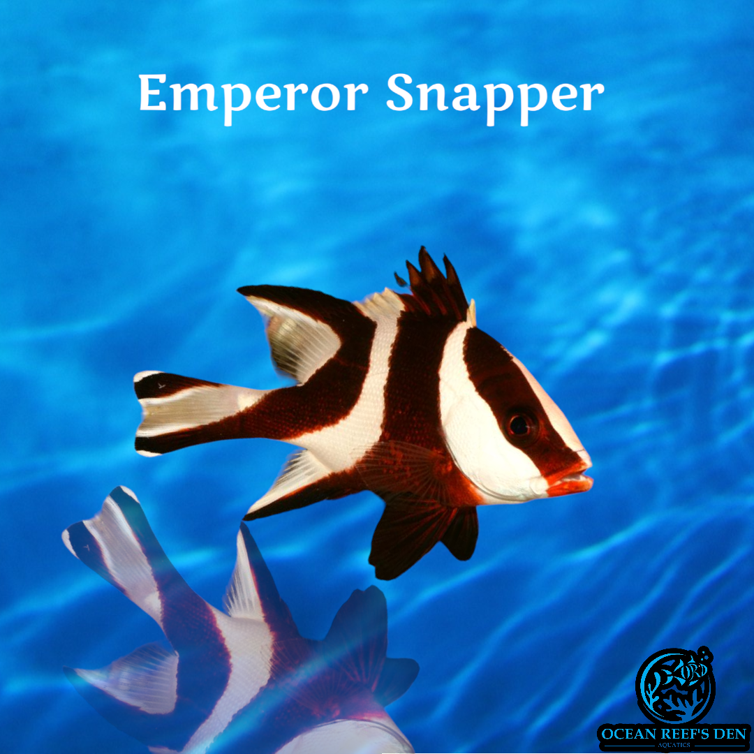Snapper - Emperor – Ocean Reef's Den Aquatics / ORD Aquatics