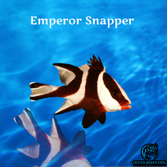Snapper - Emperor