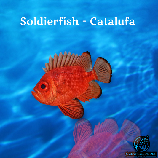 Soldierfish - Catalufa