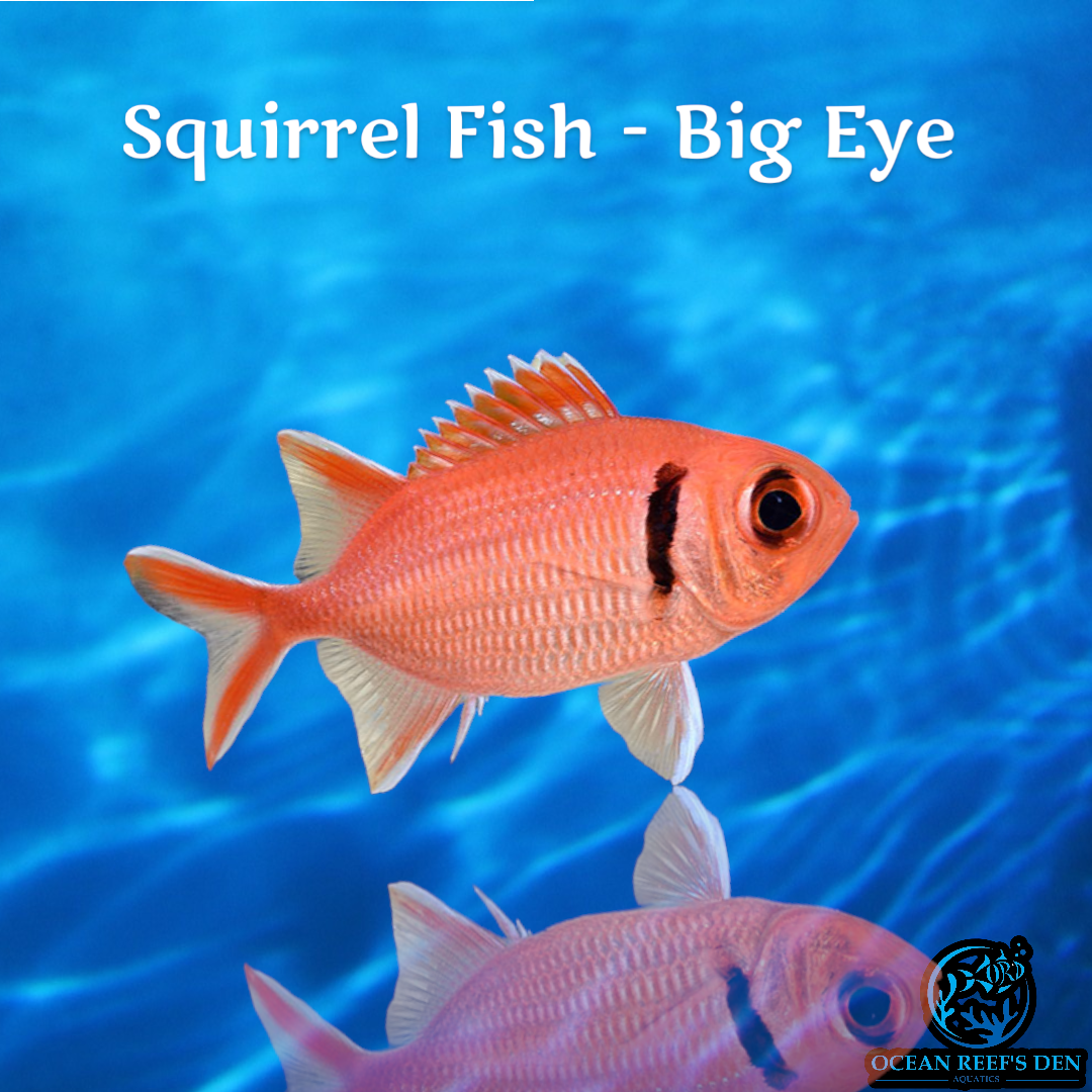 Squirrel Fish Big Eye – Ocean Reef's Den Aquatics / ORD Aquatics