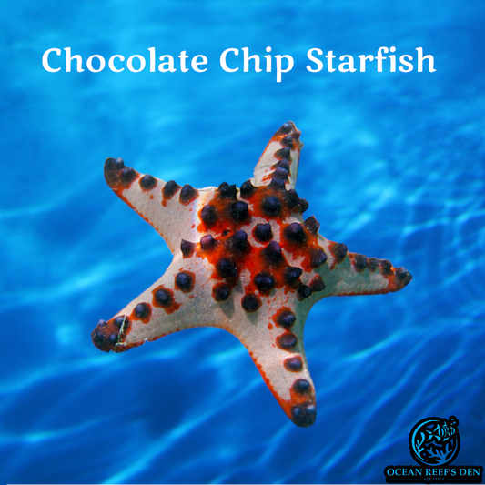 Starfish - Chocolate Chip