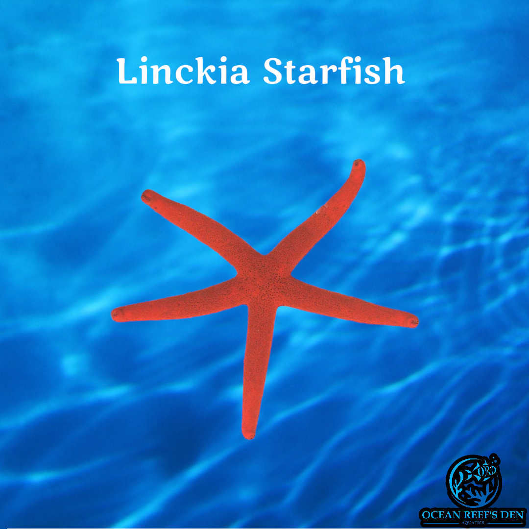 Starfish -Linckia