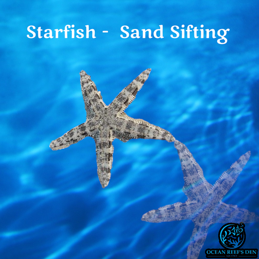 Starfish -  Sand Sifting