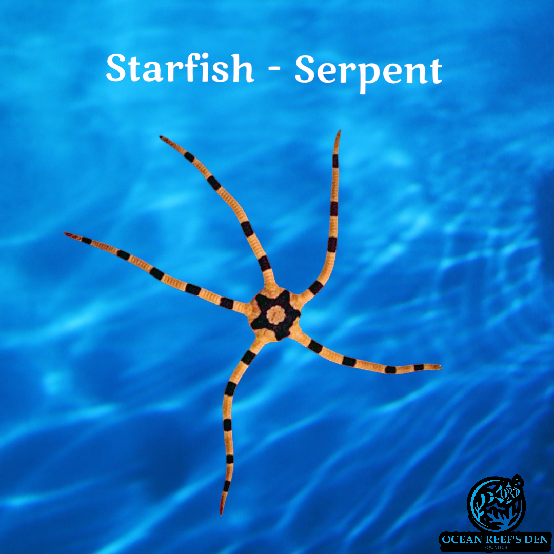 Starfish - Serpent