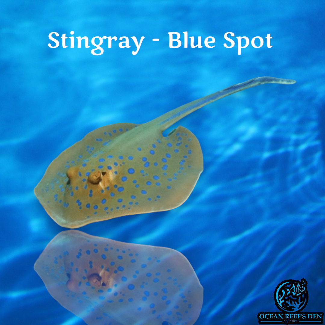 Stingray - Blue Spot