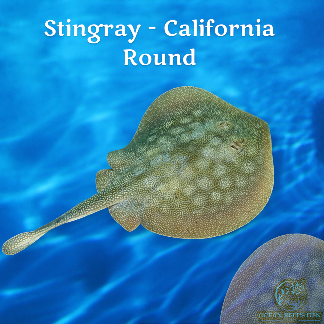 Stingray - California Round