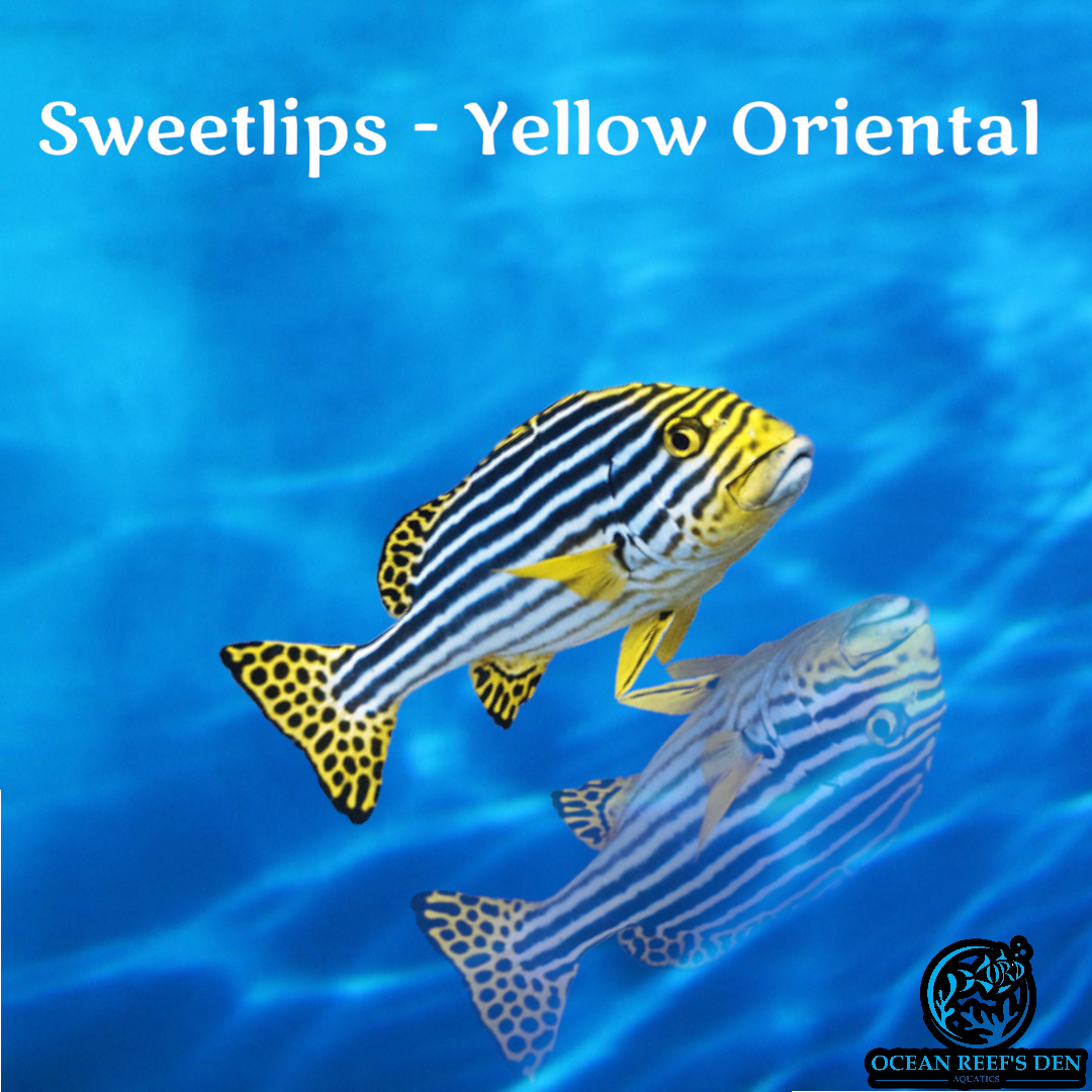 Sweetlips - Yellow Oriental