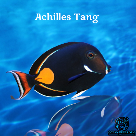 Tang - Achilles