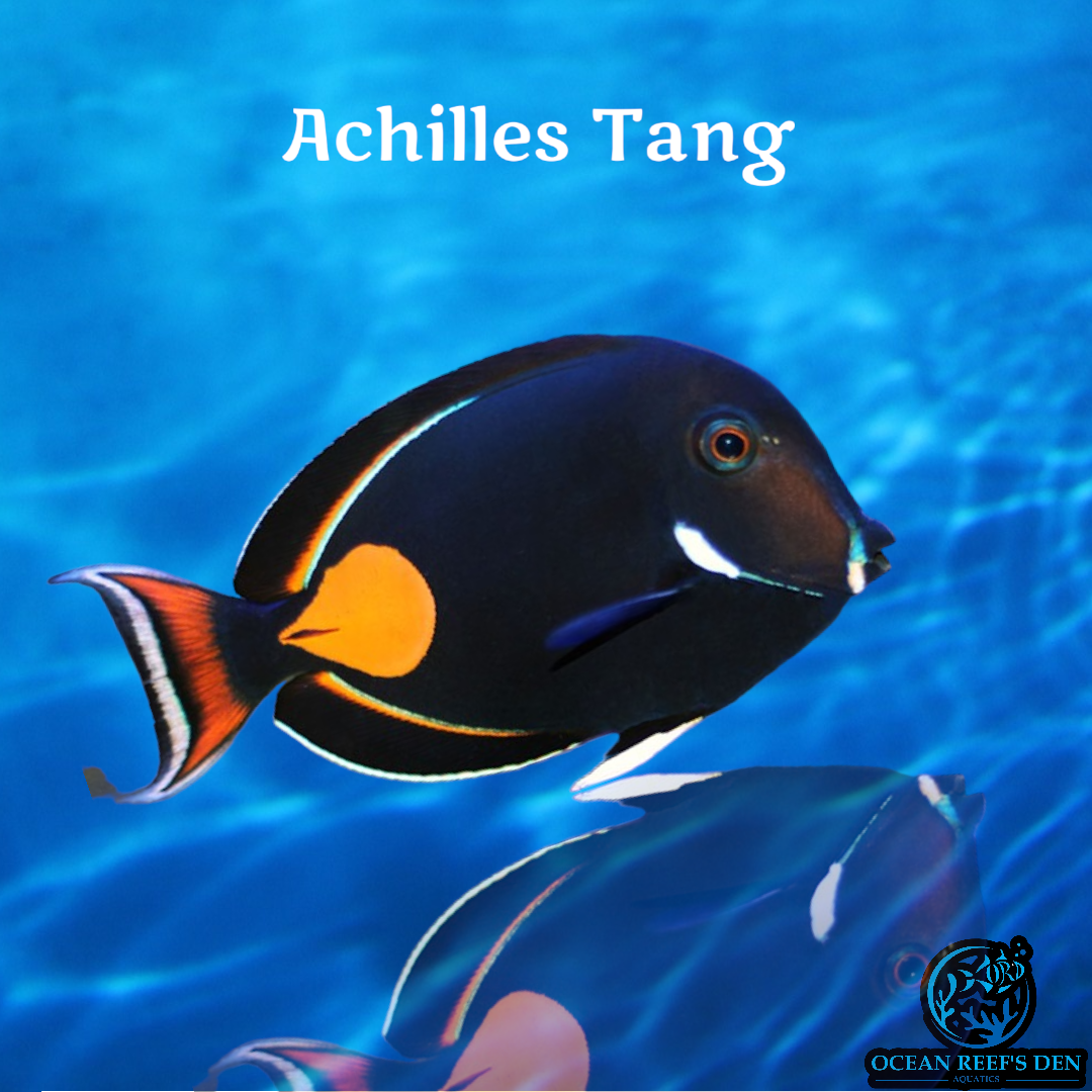 Tang - Achilles