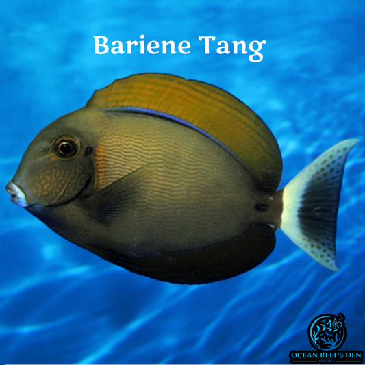 Tang - Bariene
