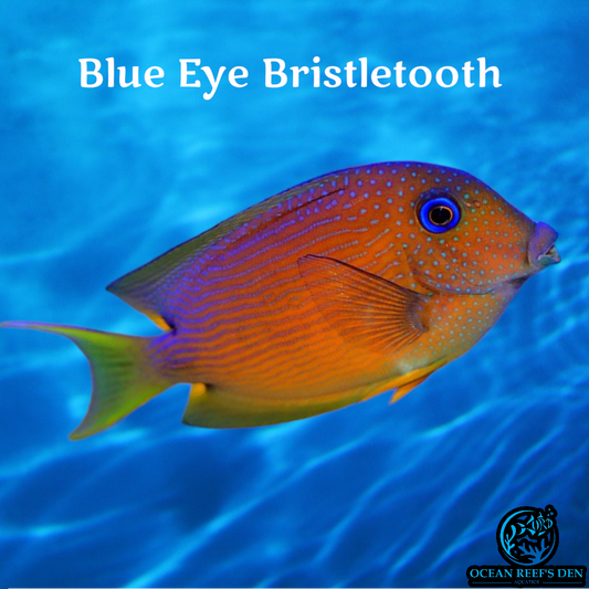 Tang - Blue Eye Bristletooth