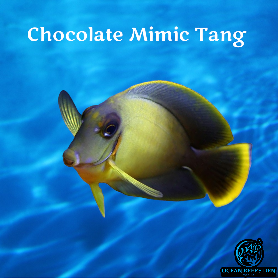 Tang - Chocolate